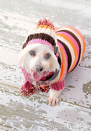 Small terrier wearing winter fashion Stock Photo