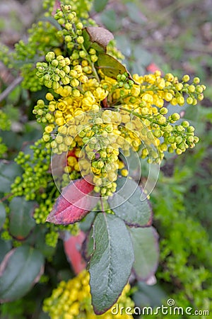 Small thorny plant with yellow flowers. Stock Photo