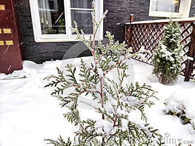 A small thuja cypress is an evergreen tree under snow in the courtyard of the house in winter. Plants in the garden in Stock Photo