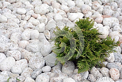 Small Thuja occidentalis Danica decorated with cobblestone Stock Photo