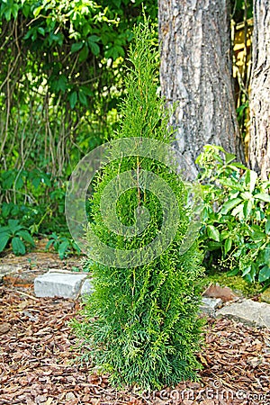 Small thuja planted in garden Stock Photo