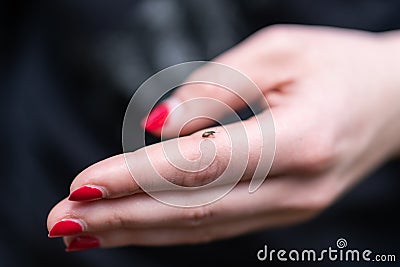 Small tick on human finger, danger of tick`s bite Stock Photo