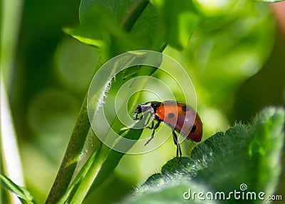 Close-up of small red ladybug climbing on plant stem, green leaves, insect, outdoors, natural background Stock Photo