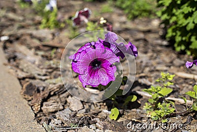 Small and tiny outdoor purple flowers Stock Photo