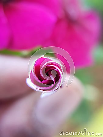 Small Tny flower in hand and shot taken from top view Stock Photo