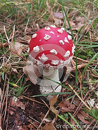 Small toadstool in the woods Stock Photo