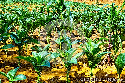 Small Tobacco Plants in Mesa de los Santos, Colombia Stock Photo