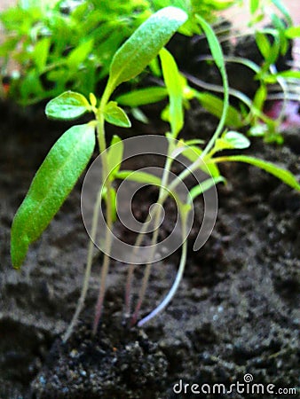 Small tomato seedlings Stock Photo