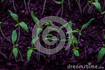 Small tomato sprouts in the soil in the pot Stock Photo