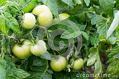 Small Tomatoes Stock Photo