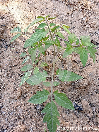 Small Tomatoes plant Stock Photo