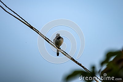 small tomtit bird with worm in the beak Stock Photo