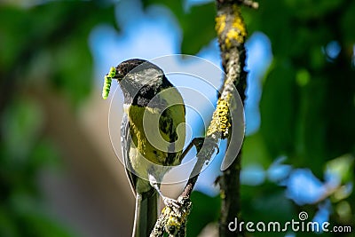 small tomtit bird with worm in the beak Stock Photo