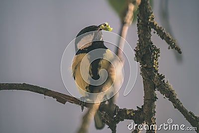 small tomtit bird with worm in the beak - vintage retro look Stock Photo