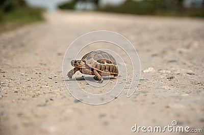 Small tortoise crossing a gravel road Stock Photo