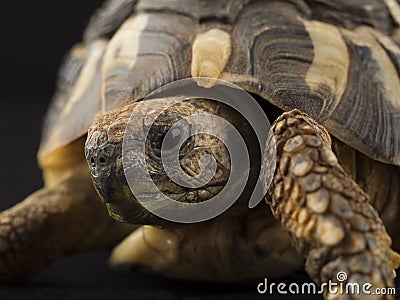 Small tortoise (turtle) Stock Photo