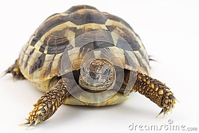 Small tortoise (turtle) Stock Photo