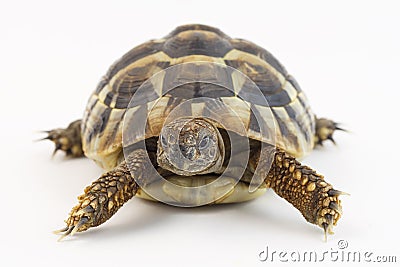 Small tortoise (turtle) Stock Photo