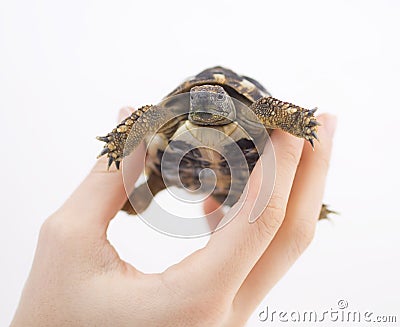 Small tortoise (turtle) in hand Stock Photo