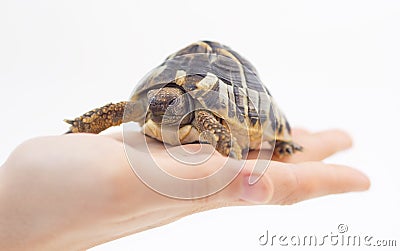 Small tortoise (turtle) in hand Stock Photo