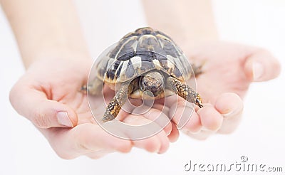 Small tortoise (turtle) in hands Stock Photo