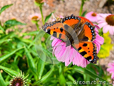 The small tortoiseshell Aglais urticae is a colourful Eurasian butterfly in the family Nymphalidae Stock Photo