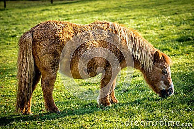 Small, toy horse grazing in field Stock Photo
