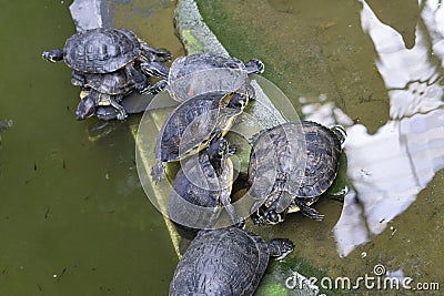 small Trachemys scripta scripta turtles taking a sunbathing Stock Photo
