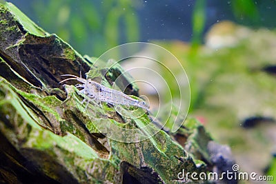 Small transparent shrimp in an aquarium, close-up Stock Photo