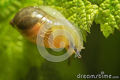 Small transparent snail Stock Photo