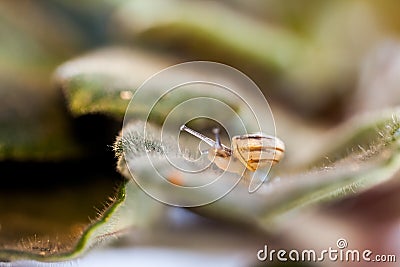 Small, transparent snail Stock Photo