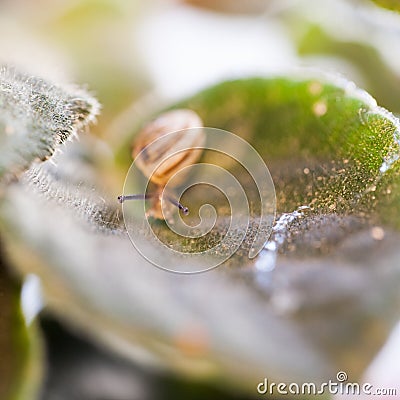 Small, transparent snail Stock Photo