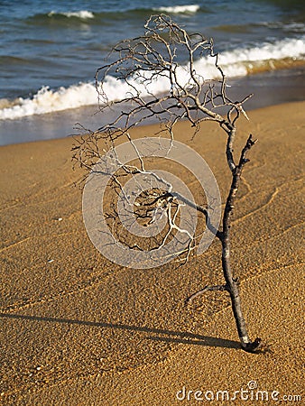 Small tree branch on the beach Stock Photo