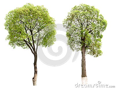 Small tree(Camphor) Stock Photo