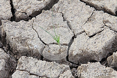 Small tree in crack soil Stock Photo