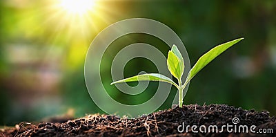 small tree growing in garden with sunrise. eco concept earth day Stock Photo