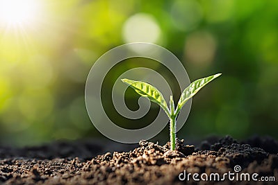 small tree growing with sunrise. green world and earth day concept Stock Photo