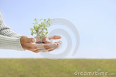 Small tree in hand Stock Photo