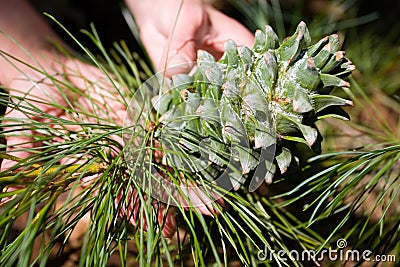 Small tree and Korean pine cone. Stock Photo