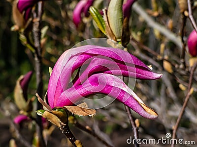 Small tree Purple magnolia blooming profusely in early spring with large pink to purple showy flowers, before the leaf buds open Stock Photo