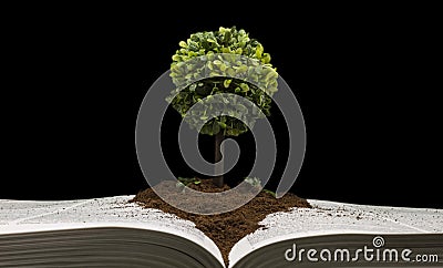 Small tree representing knowledge and wisdom Stock Photo