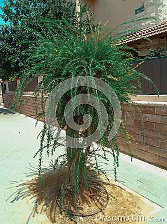 Small tree in residential area Stock Photo