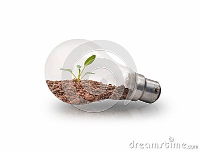 Small tree seedlings in light bulbs on a white background Stock Photo