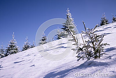 Small tree in snow Stock Photo