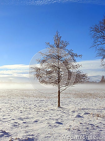 Small tree in snowy field, Lithuania Stock Photo