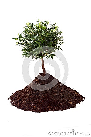 Small tree soil Stock Photo