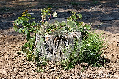 Small tree stump of old tree covered with crawler plant left in local construction site surrounded with dry soil and grass Stock Photo