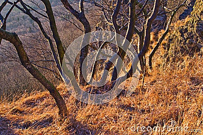 Small tree under Sitno mountain Stock Photo