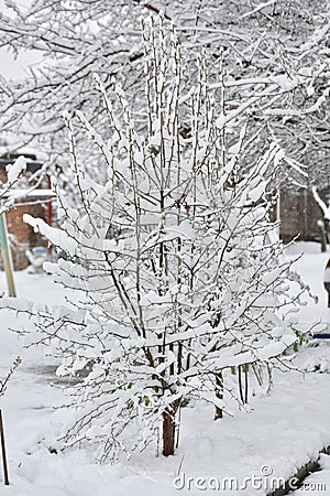 A small tree under snow in April Stock Photo