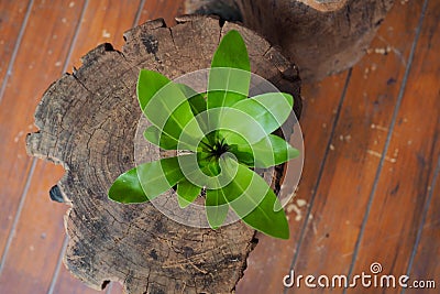 Small tree on wood Stock Photo